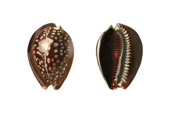 The Humpback Cowrie Shell Clipart Set: Coastal Charm for Modern Design