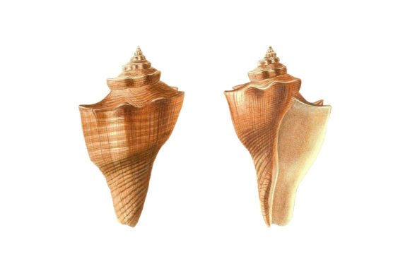 Timeless Coastal Charm: The Brown Conidae Cone Shell Clipart Set