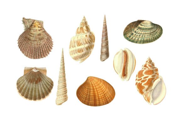 Vintage Seashells Clipart Collection: Coastal Charm